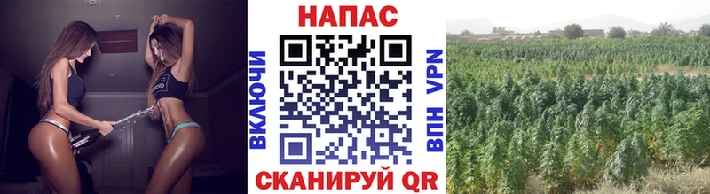 Каннабис OG Kush Можайск